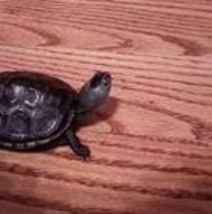 Meet your Posher, Sharon